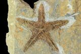 Ordovician Starfish (Petraster?) Fossil - Morocco #100495-1